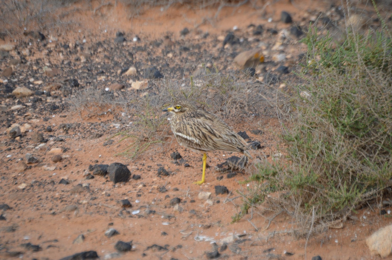 Canary Island Stone Curlew