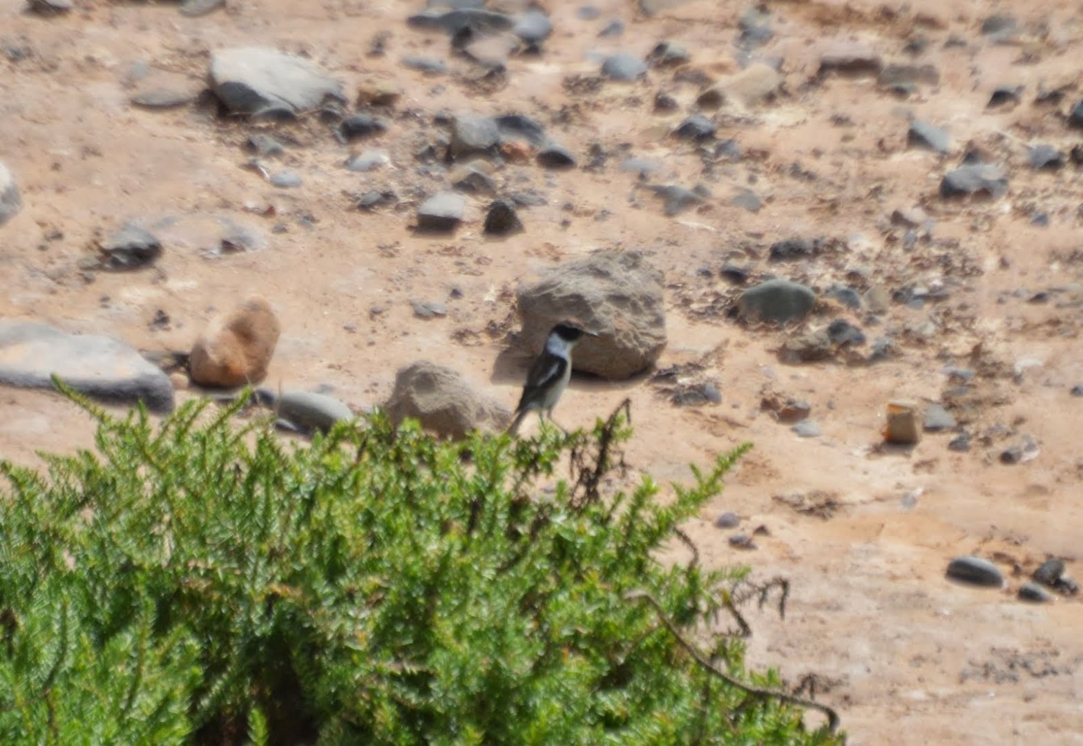 Canary Island Stonechat