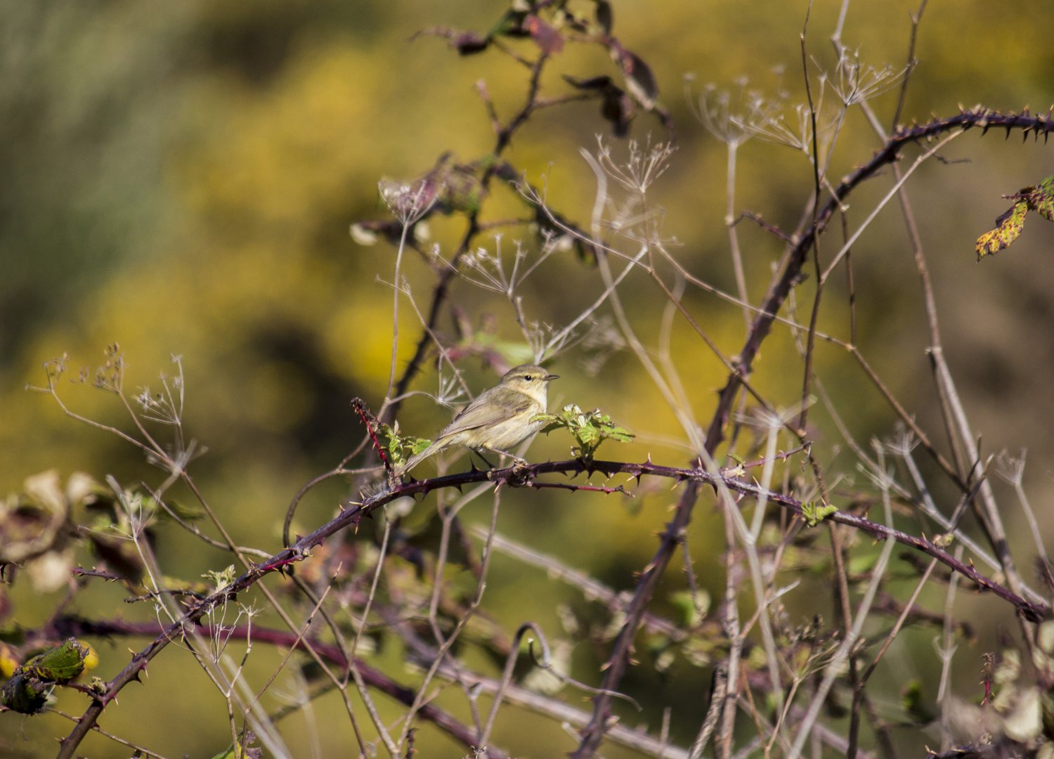 Canary Islands chiffchaff, Phylloscopus canariensis canariensis