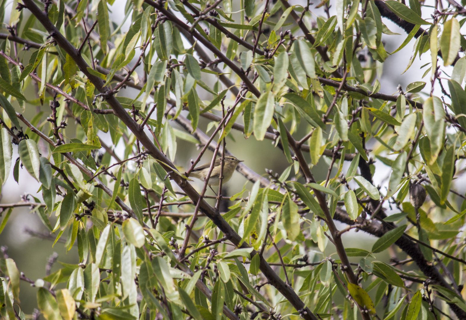 Canary Islands chiffchaff, Phylloscopus canariensis canariensis