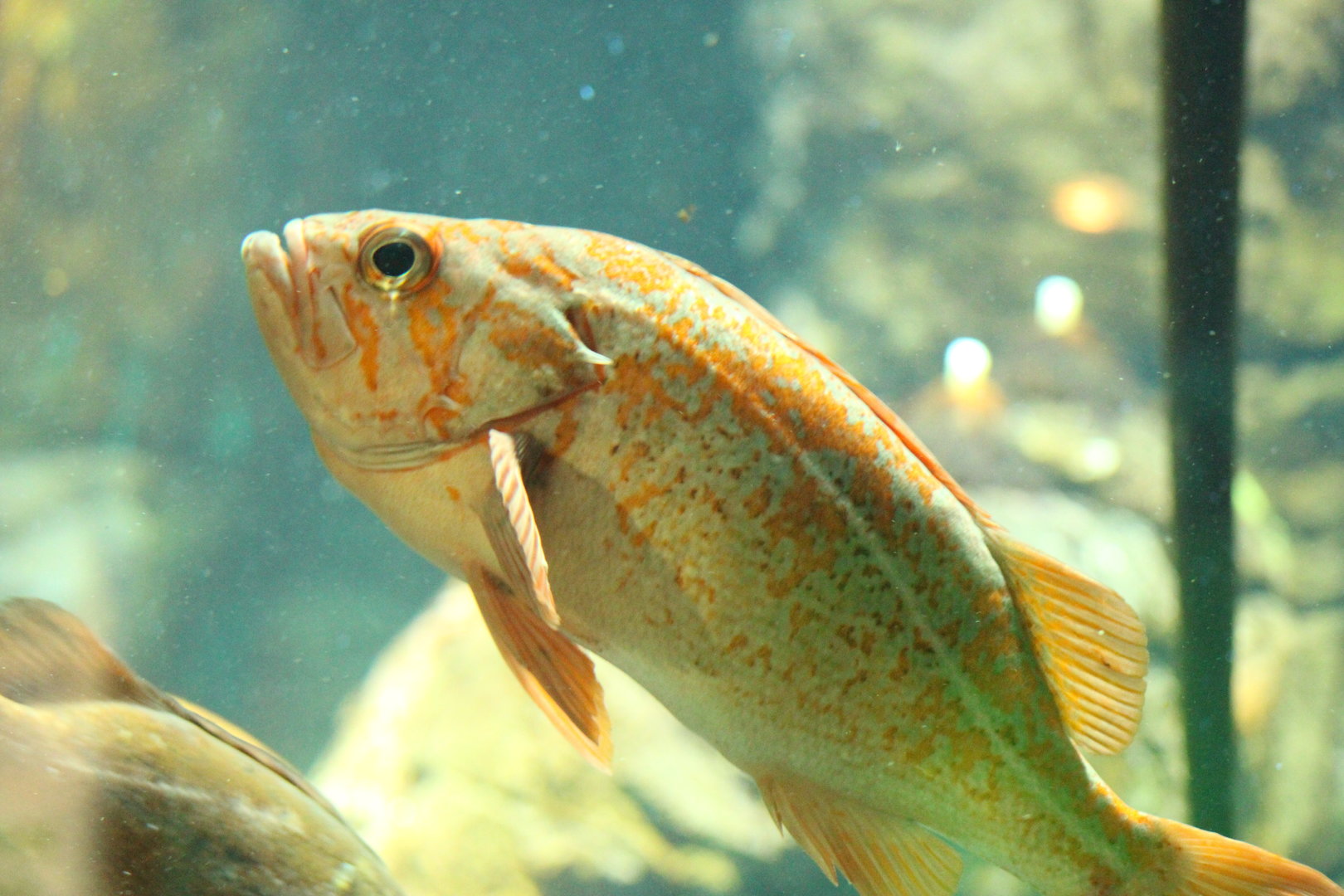 Canary Rockfish at New York Aquarium