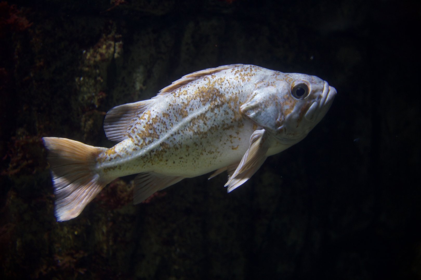 Canary rockfish/ Sebastes pinniger