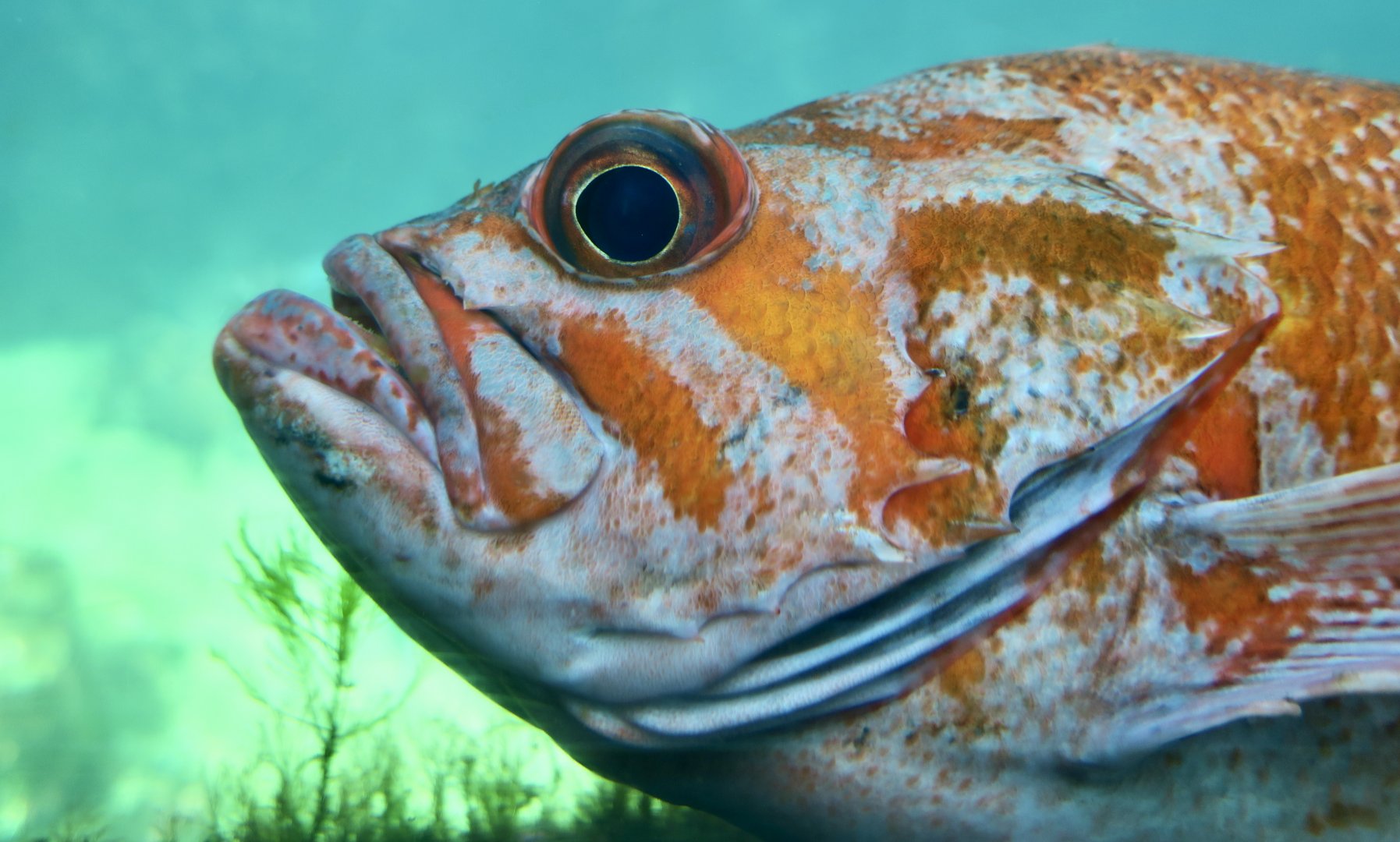 Canary Rockfish (Sebastes pinniger)