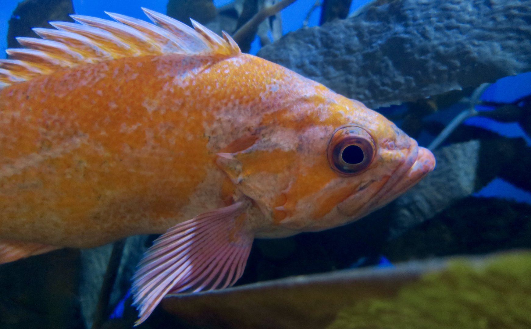Canary Rockfish (Sebastes pinniger)