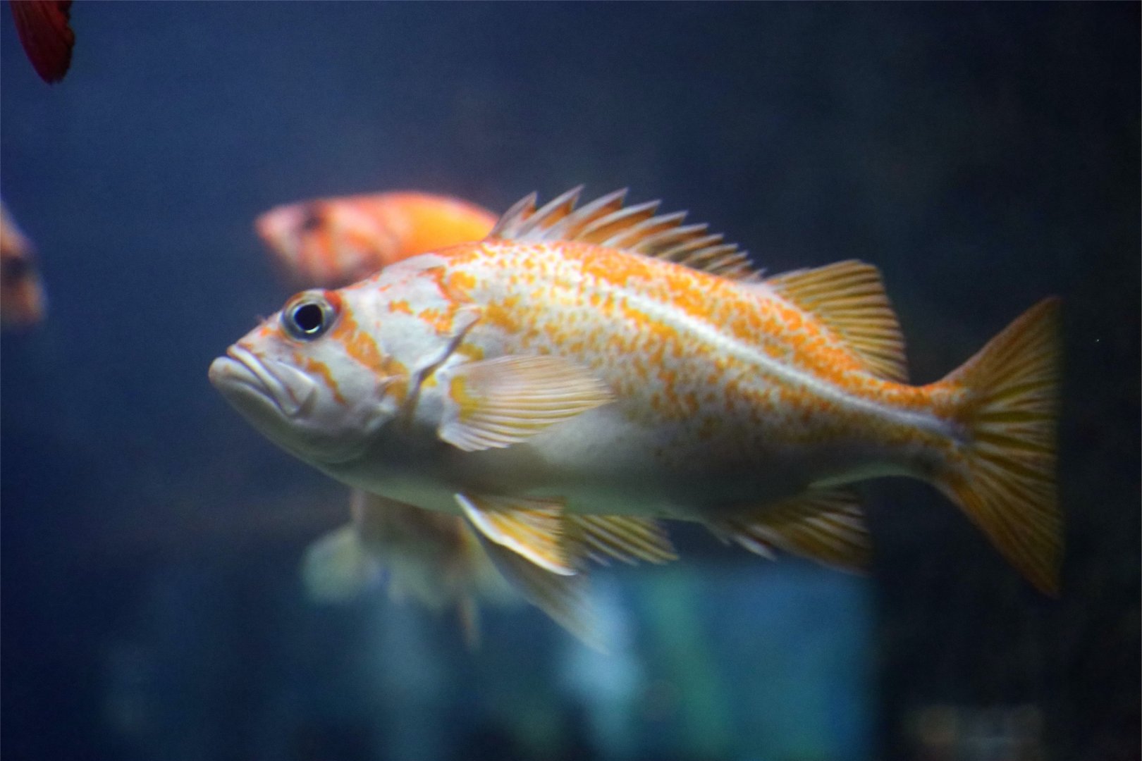 Canary Rockfish (Sebastes pinniger)