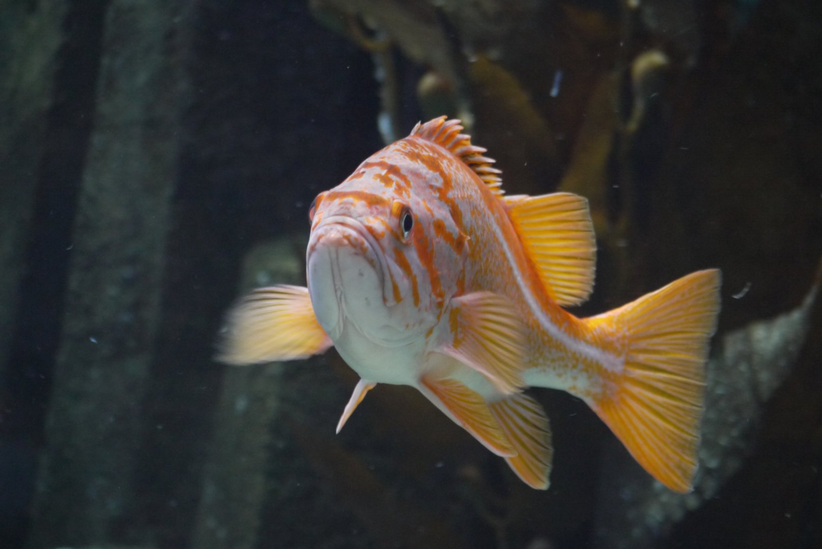Canary Rockfish