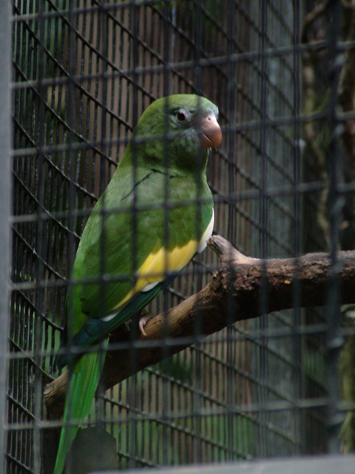 Canary-winged Parakeet at Loro Parque, 08/11/10