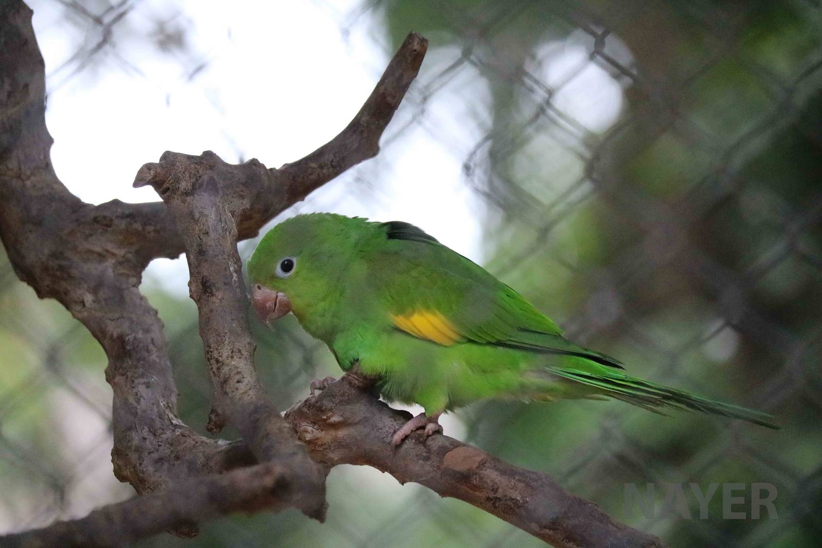 Canary-winged parakeet, March 2016