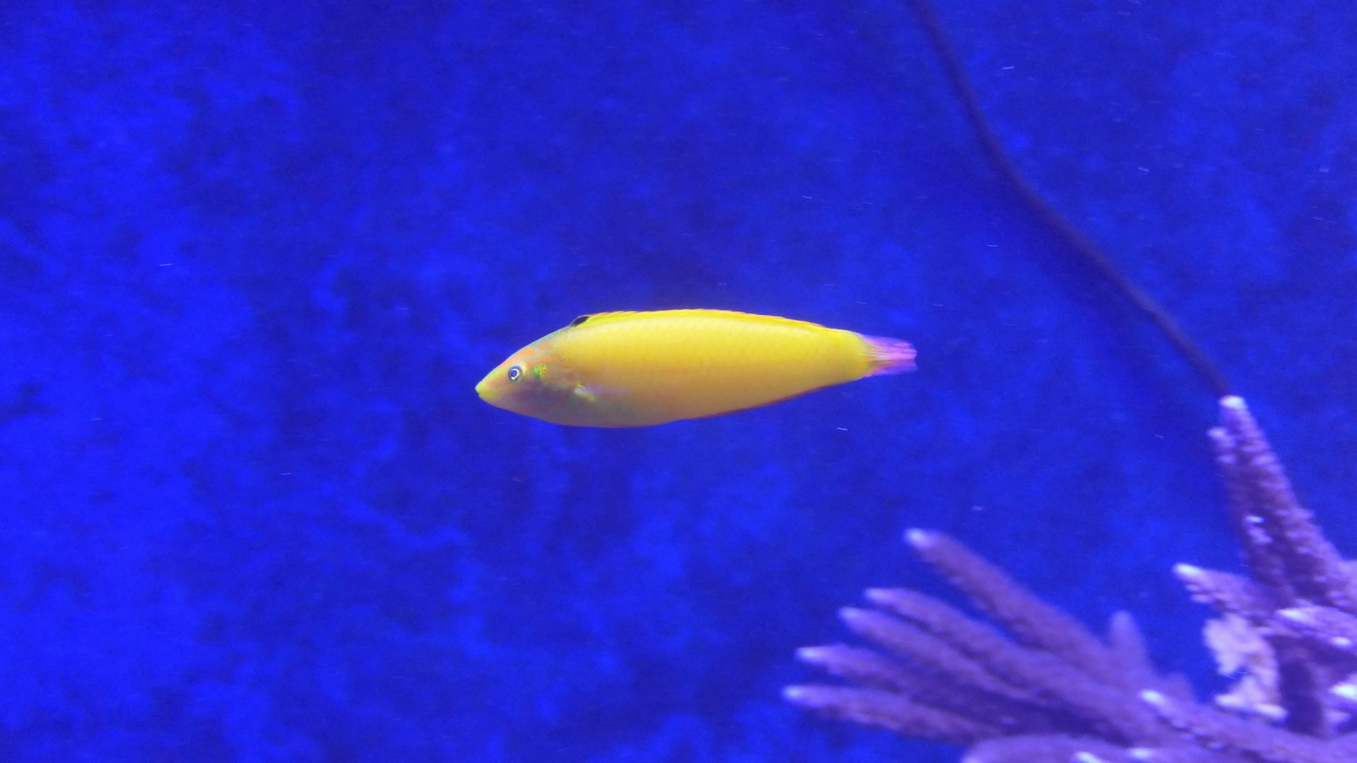 Canary Wrasse (Halichoeres chrysus)