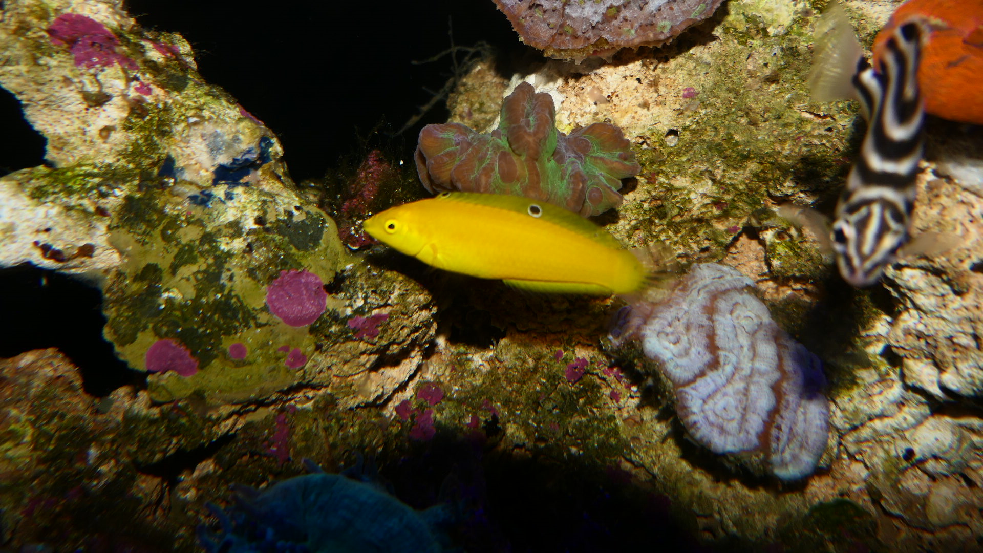 Canary Wrasse (Halichoeres chrysus)