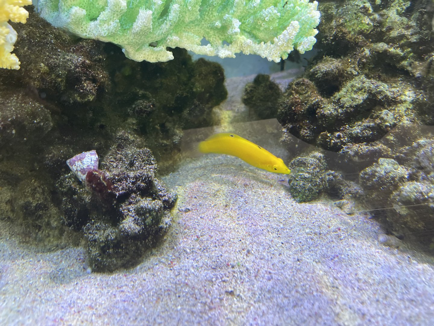 canary wrasse (halichoeres chrysus)