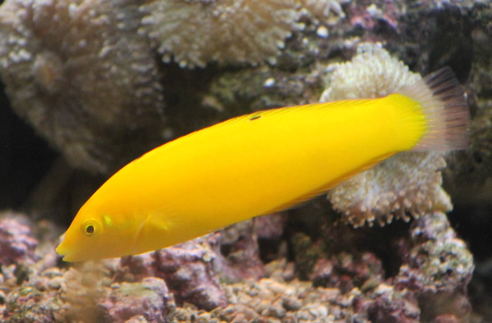 Canary wrasse