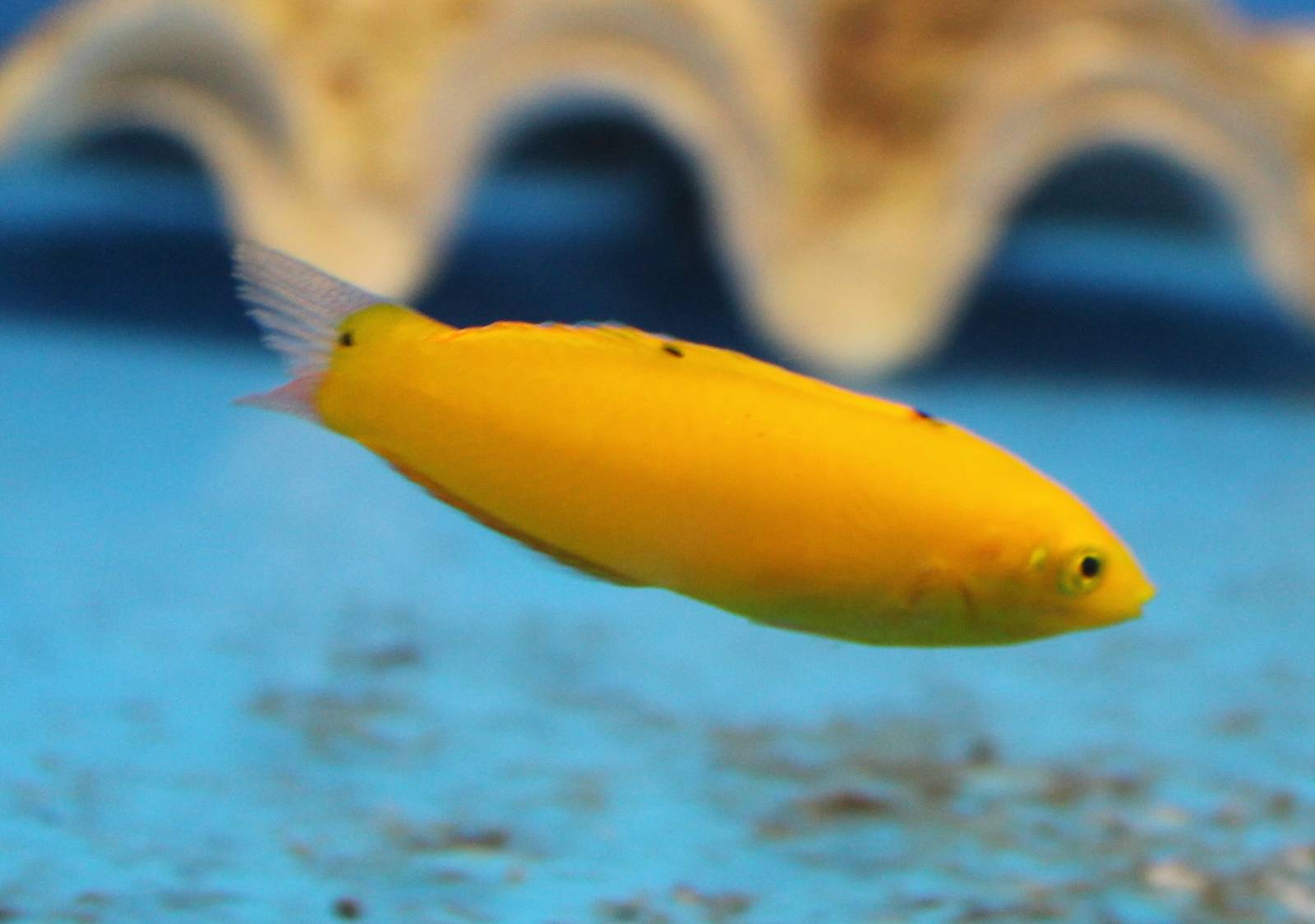 Canary wrasse