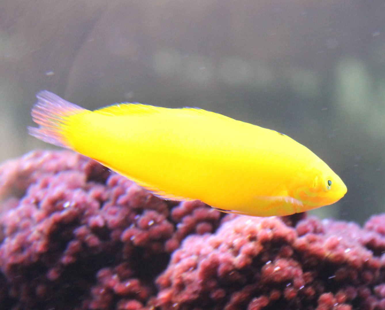 Canary Wrasse