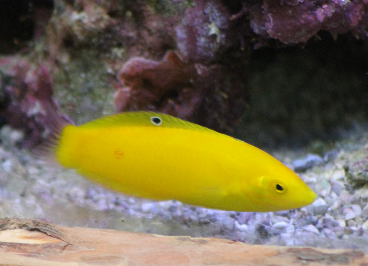 Canary wrasse
