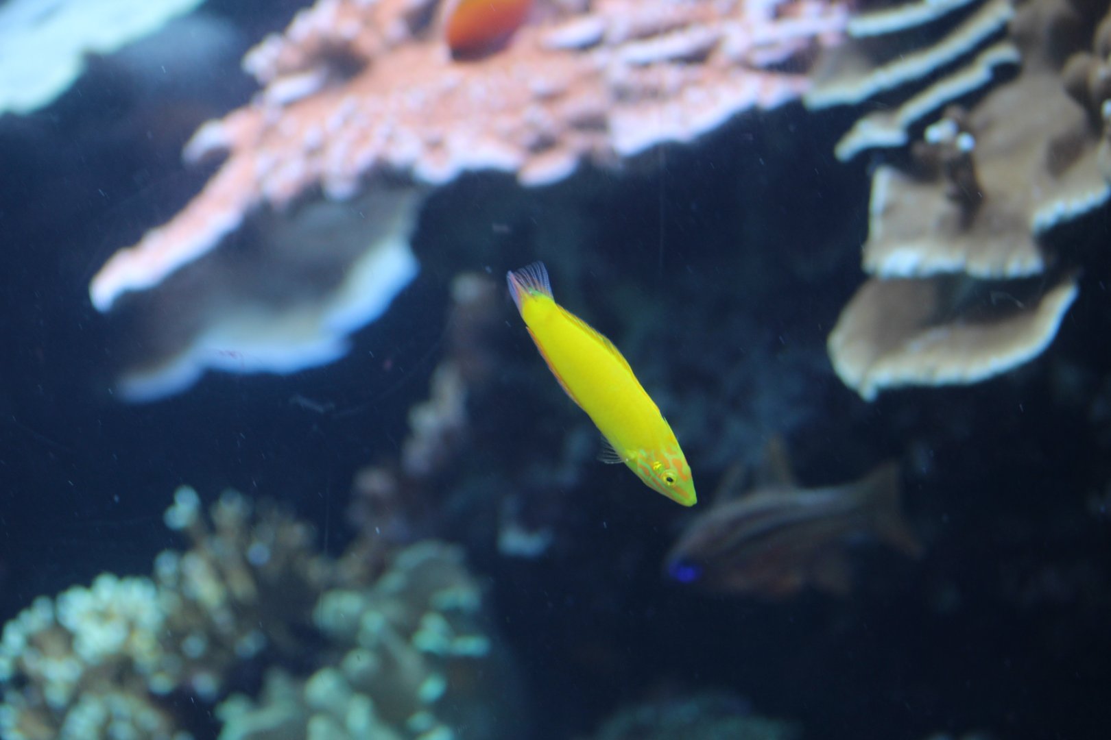 Canary Wrasse