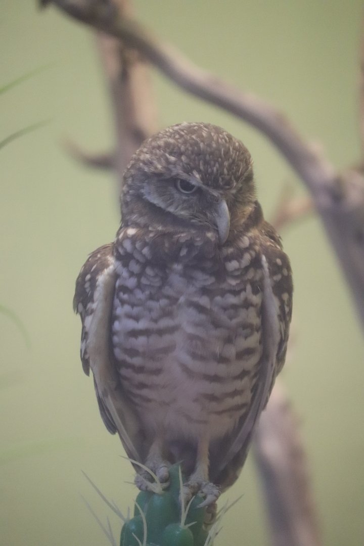 Canary’s Call - Burrowing Owl