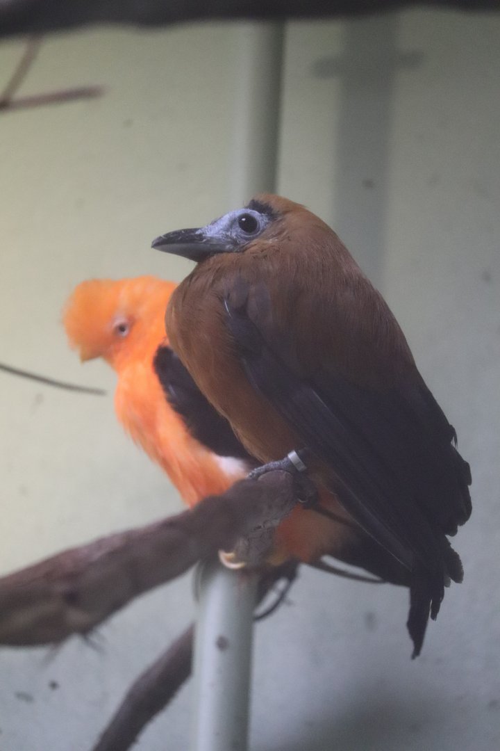 Canary’s Call - Capuchinbird