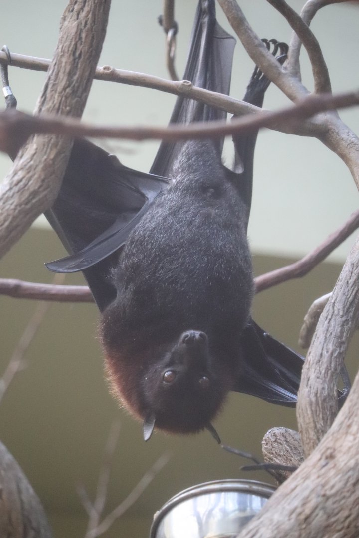 Canary’s Call - Malayan Flying Fox