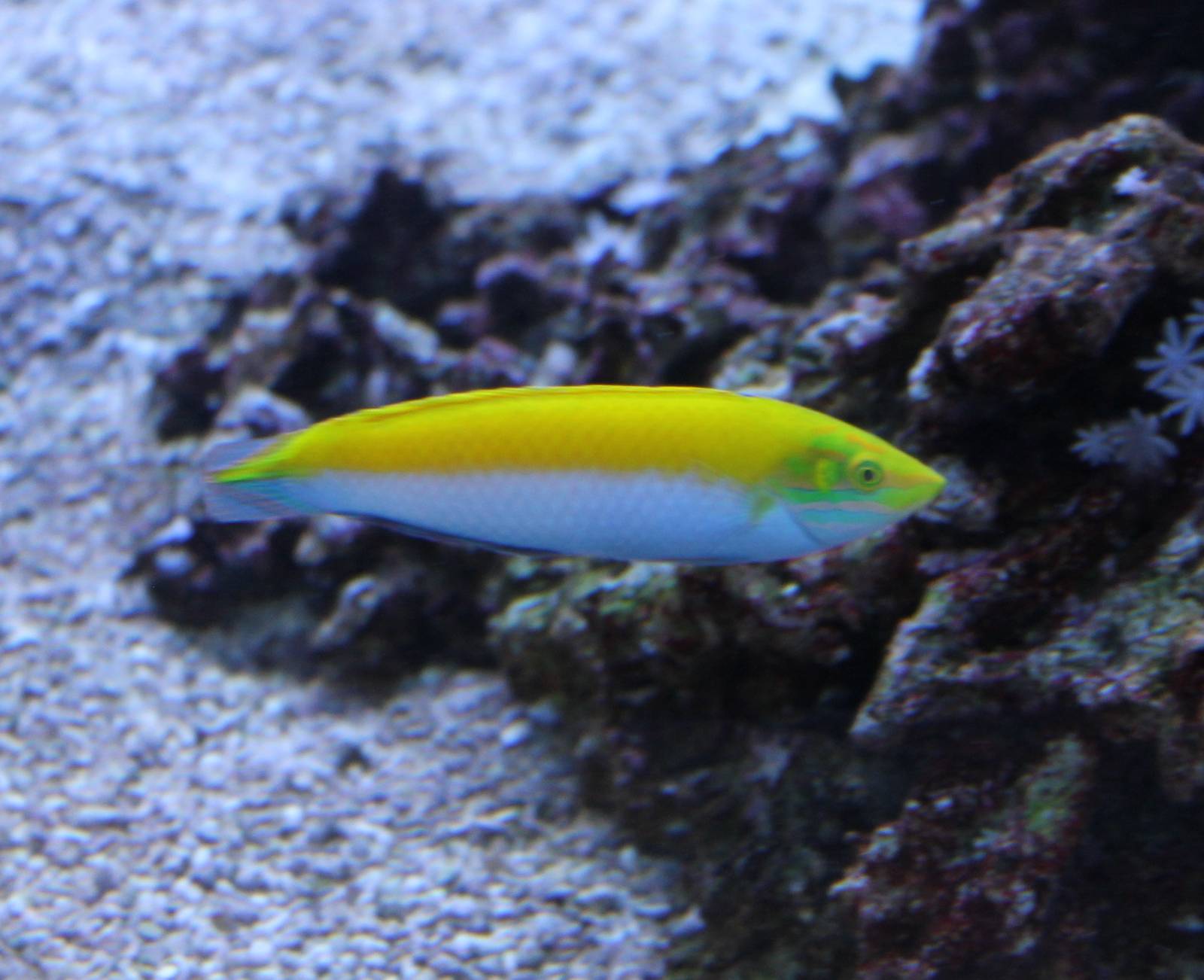 Canarytop wrasse