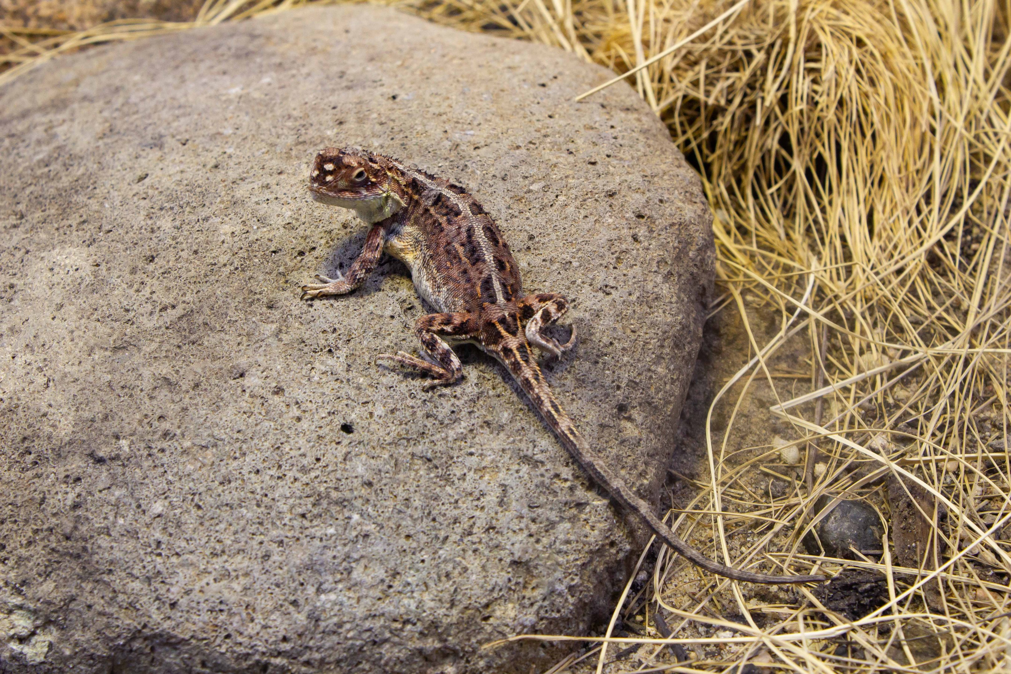 Canberra Earless Dragon