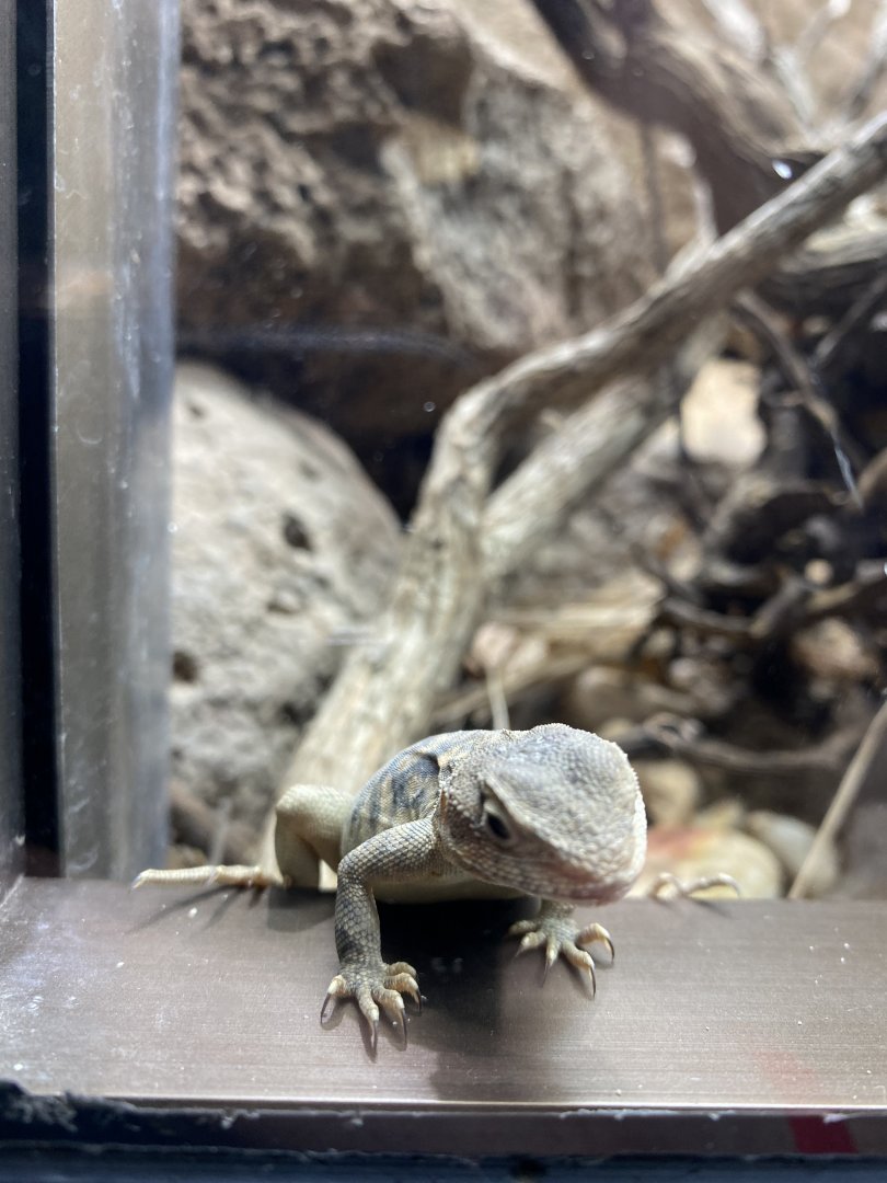 Canberra Earless Glass Lizard