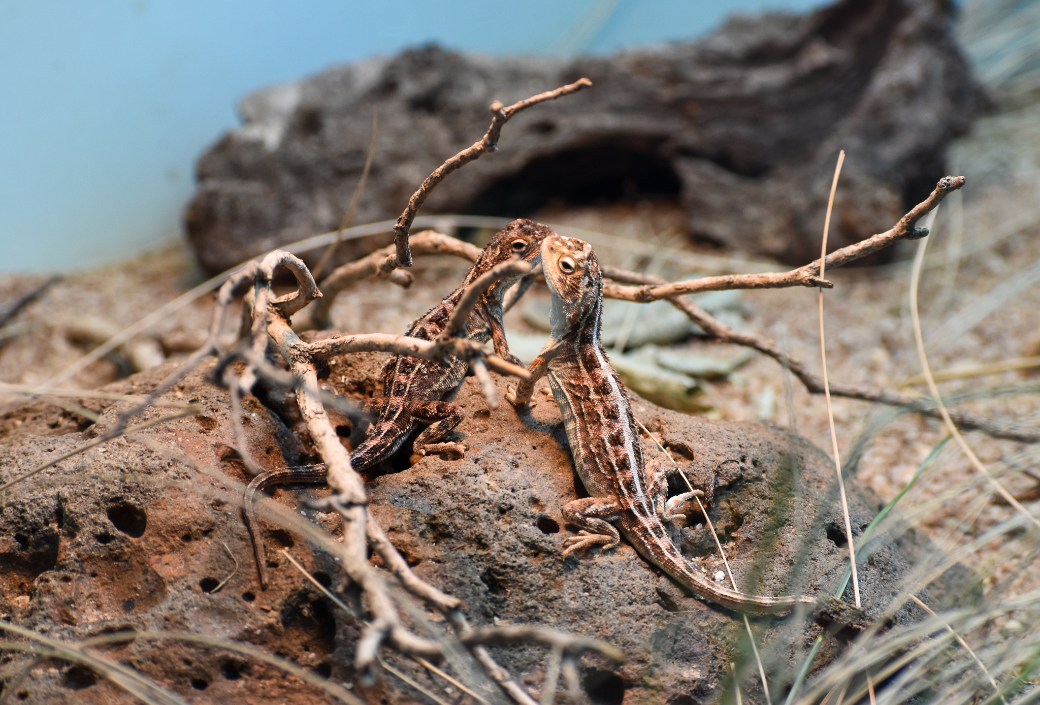 Canberra Grassland Dragons