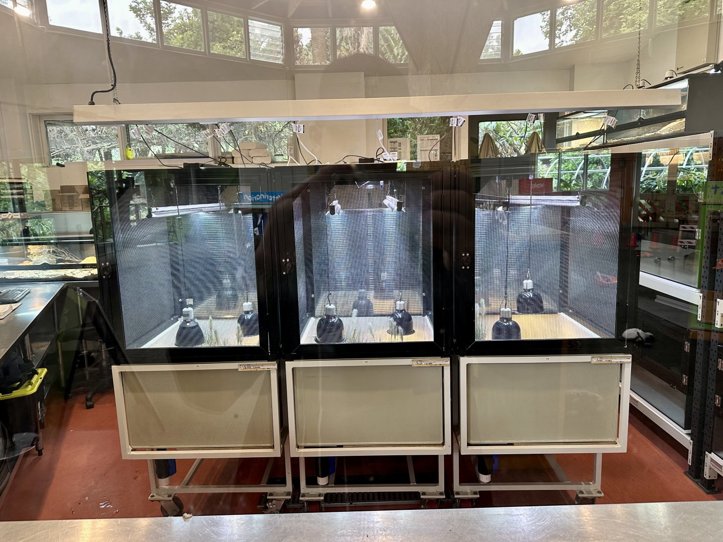 Canberra Grassland Earless Dragon Hatchery