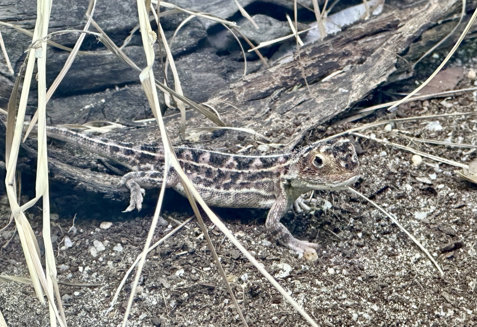 Canberra grassland earless dragon (Tympanocryptis lineata)