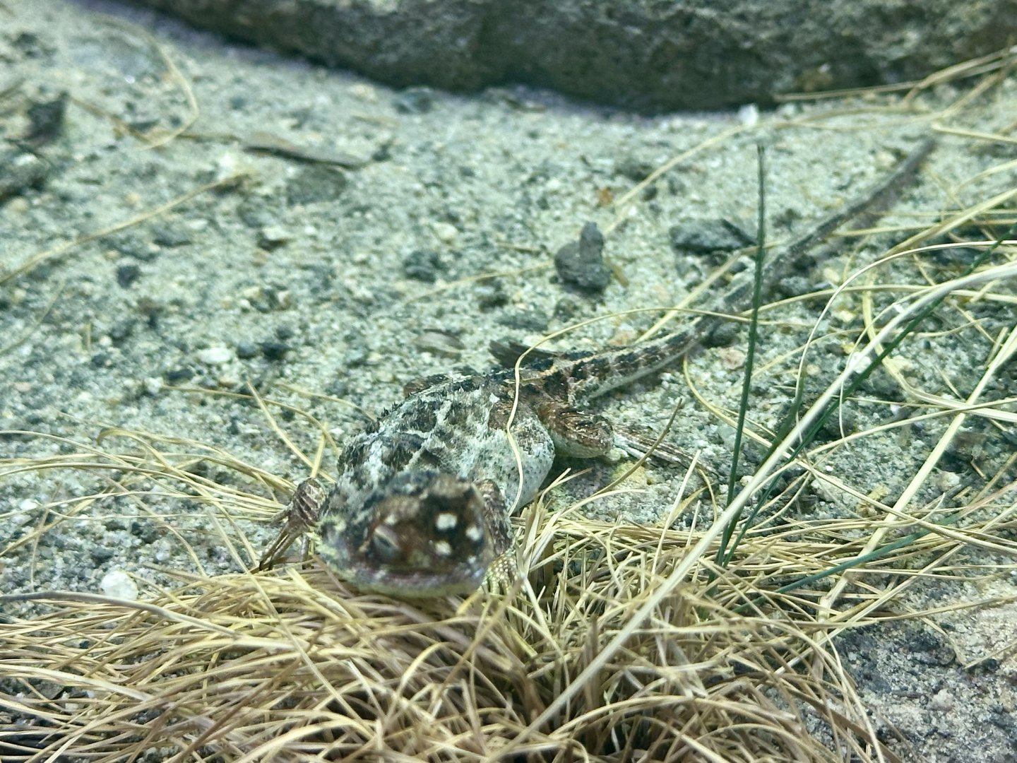 Canberra grassland earless dragon (Tympanocryptis lineata)