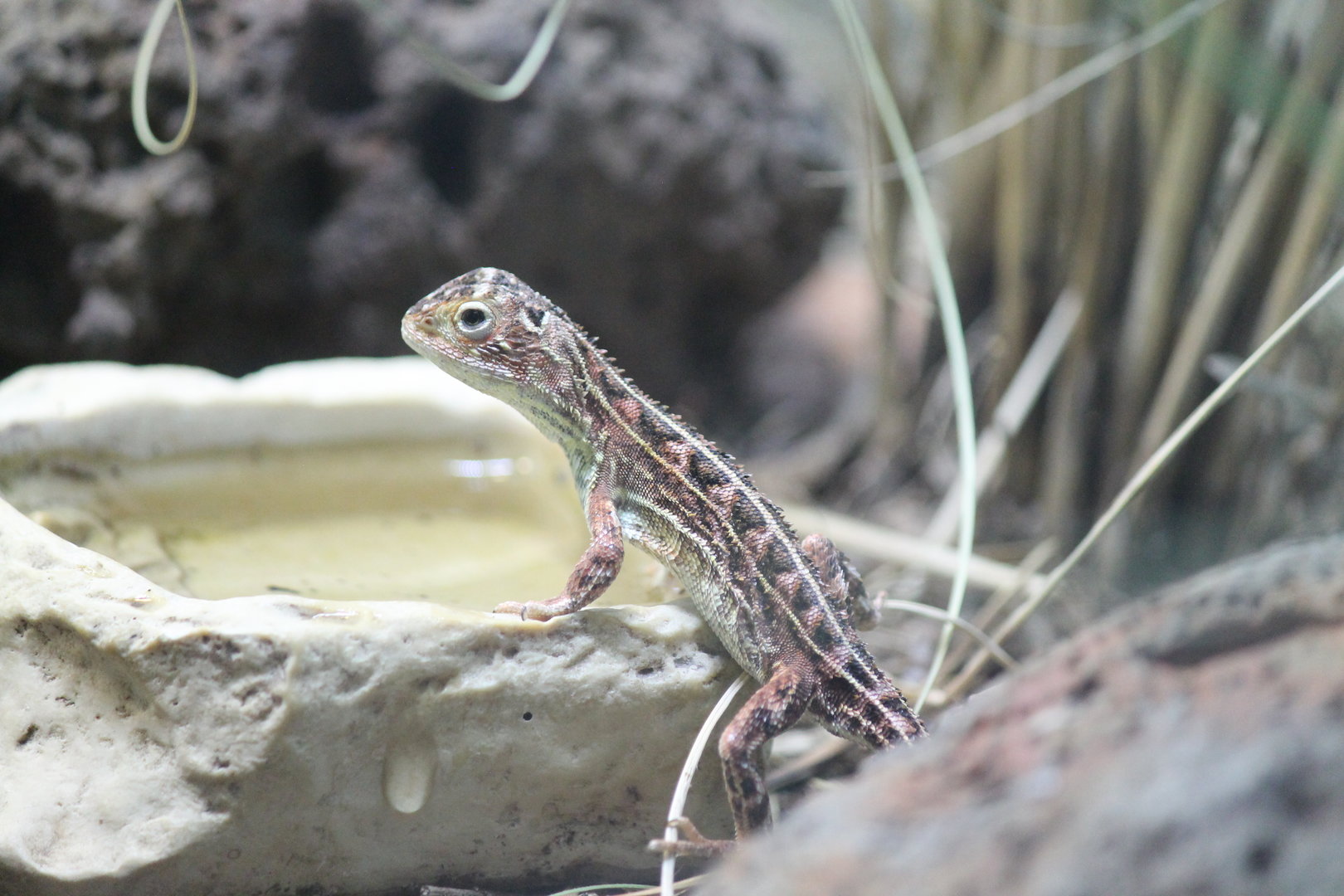 Canberra Grassland Earless Dragon