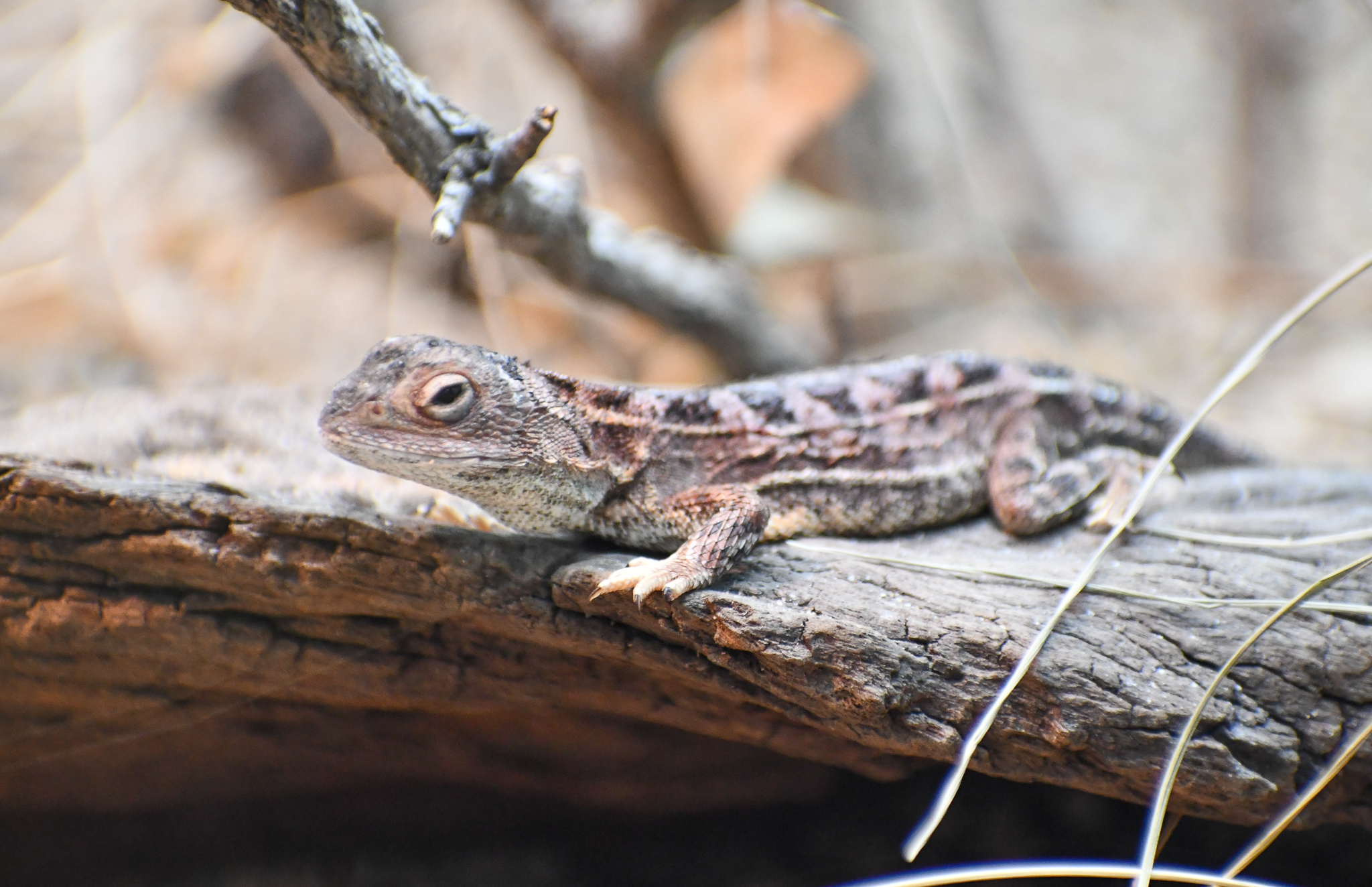 Canberra Grassland Earless Dragon
