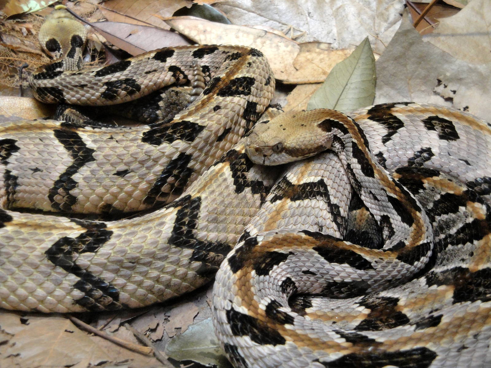 Canbrake Rattlesnakes