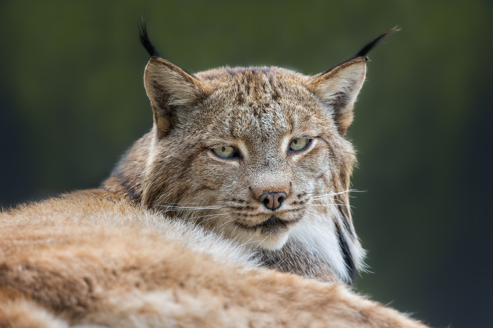 Candian Lynx (m) Timmy / Hamerton / 25-7-23