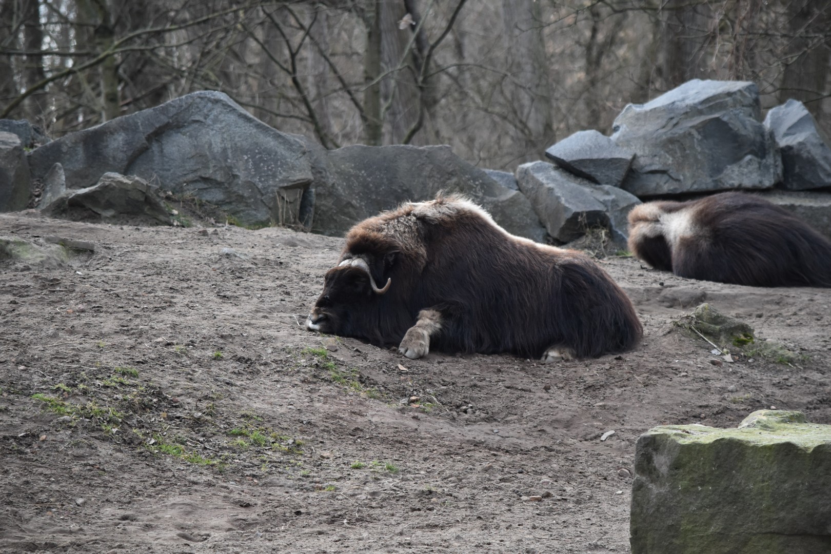 Candian muskox