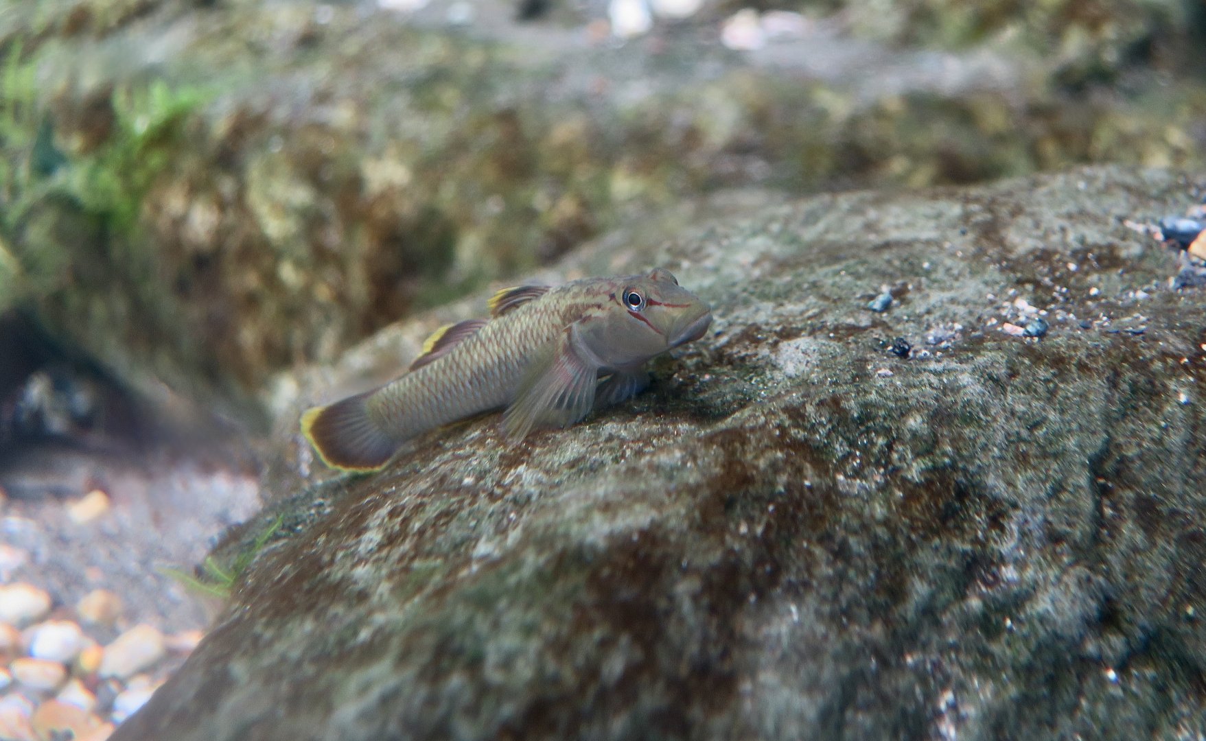Candid Goby (Rhinogobius candidianus) endemic to Taiwan - Xpark
