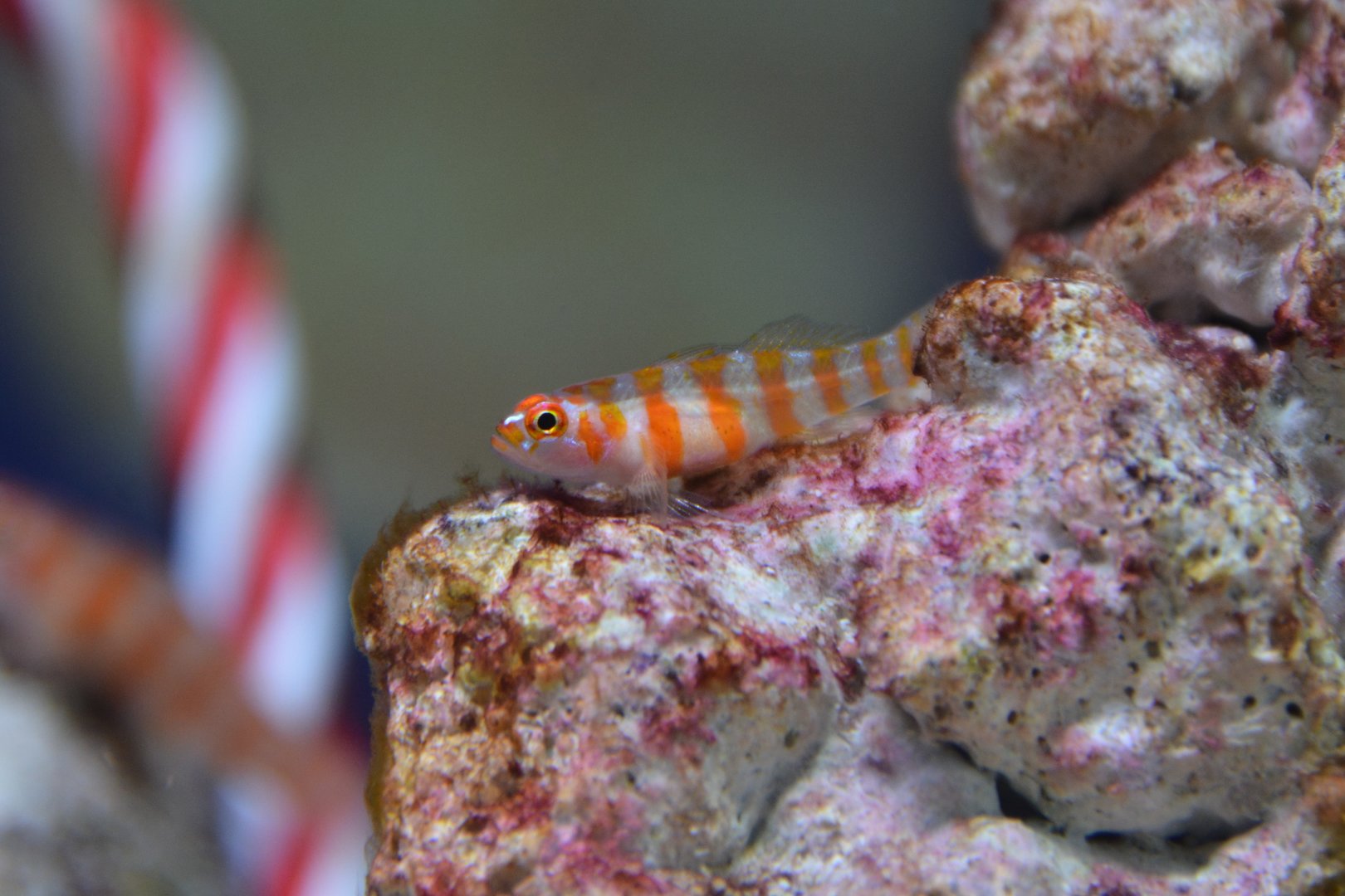 Candy-cane pygmy goby (Trimma cana)