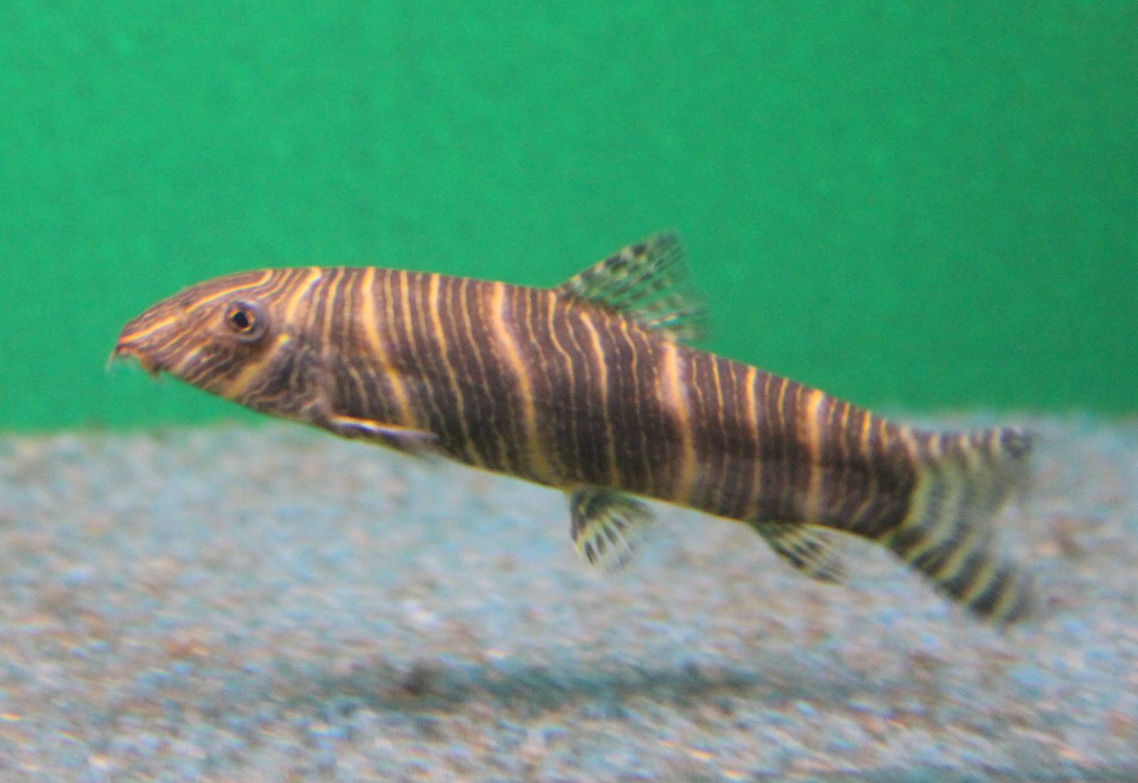 Candy-striped loach