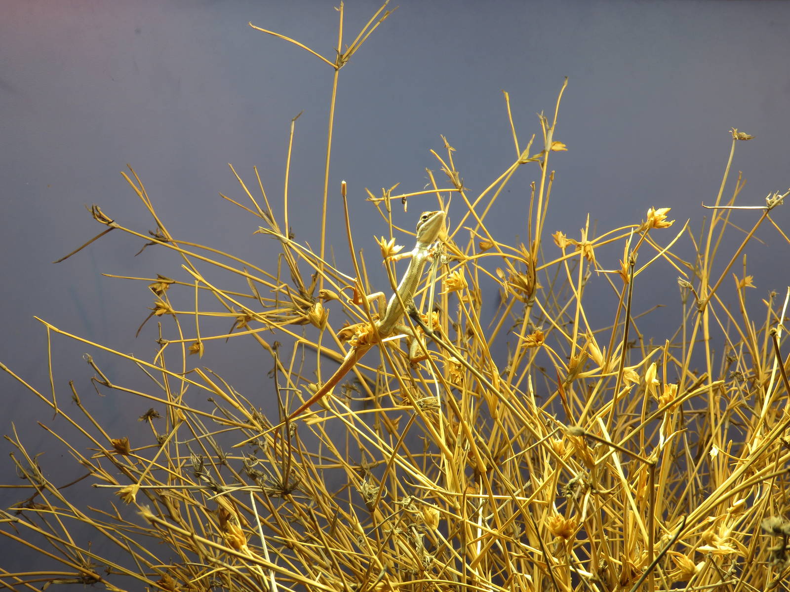 Cane Grass Dragon, Alice Springs Desert Park
