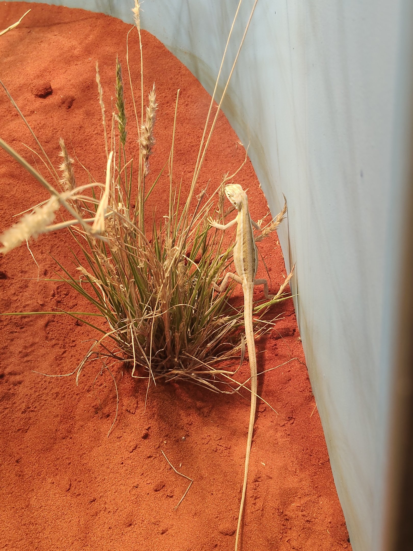 Cane Grass Dragon (Diporiphora winneckei)