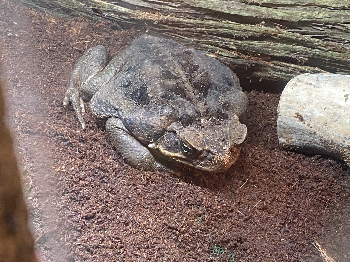 Cane toad 170224