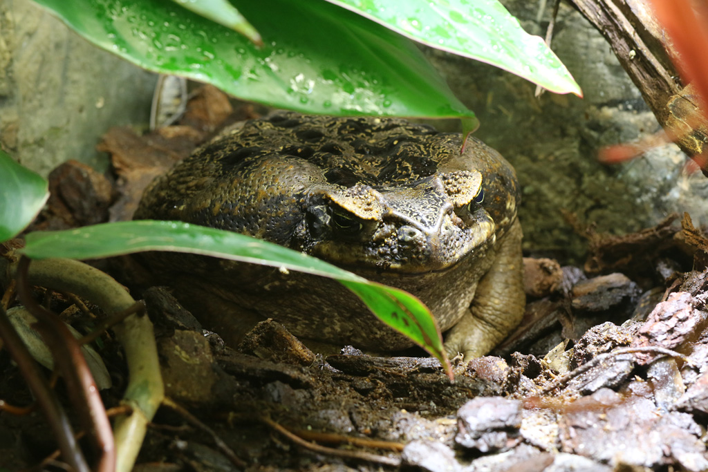Cane Toad at Skansen-Akvariet 30th August 2016