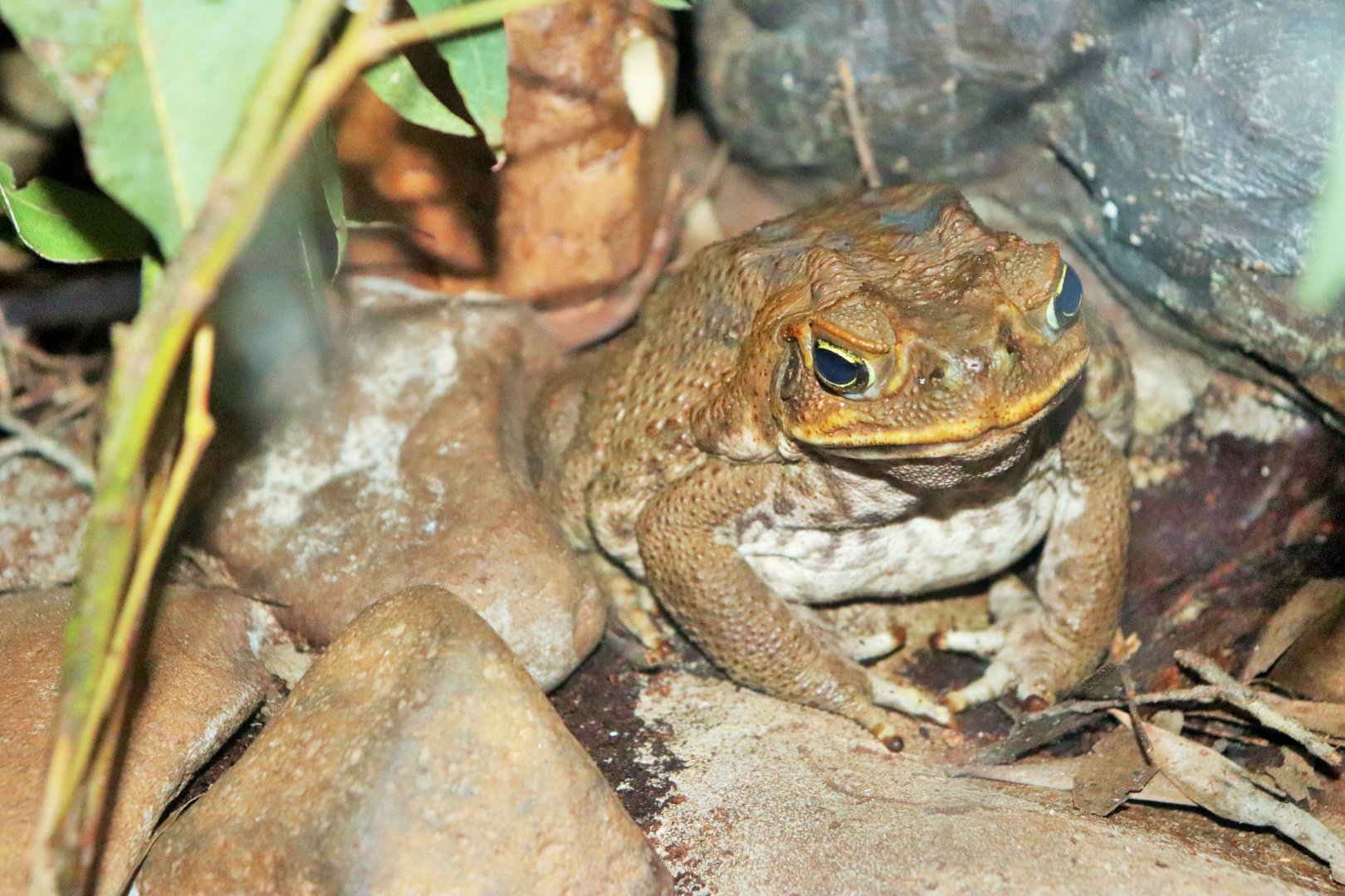 Cane Toad (Bufo marinus)