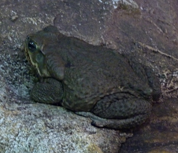 Cane toad (Bufo marinus)