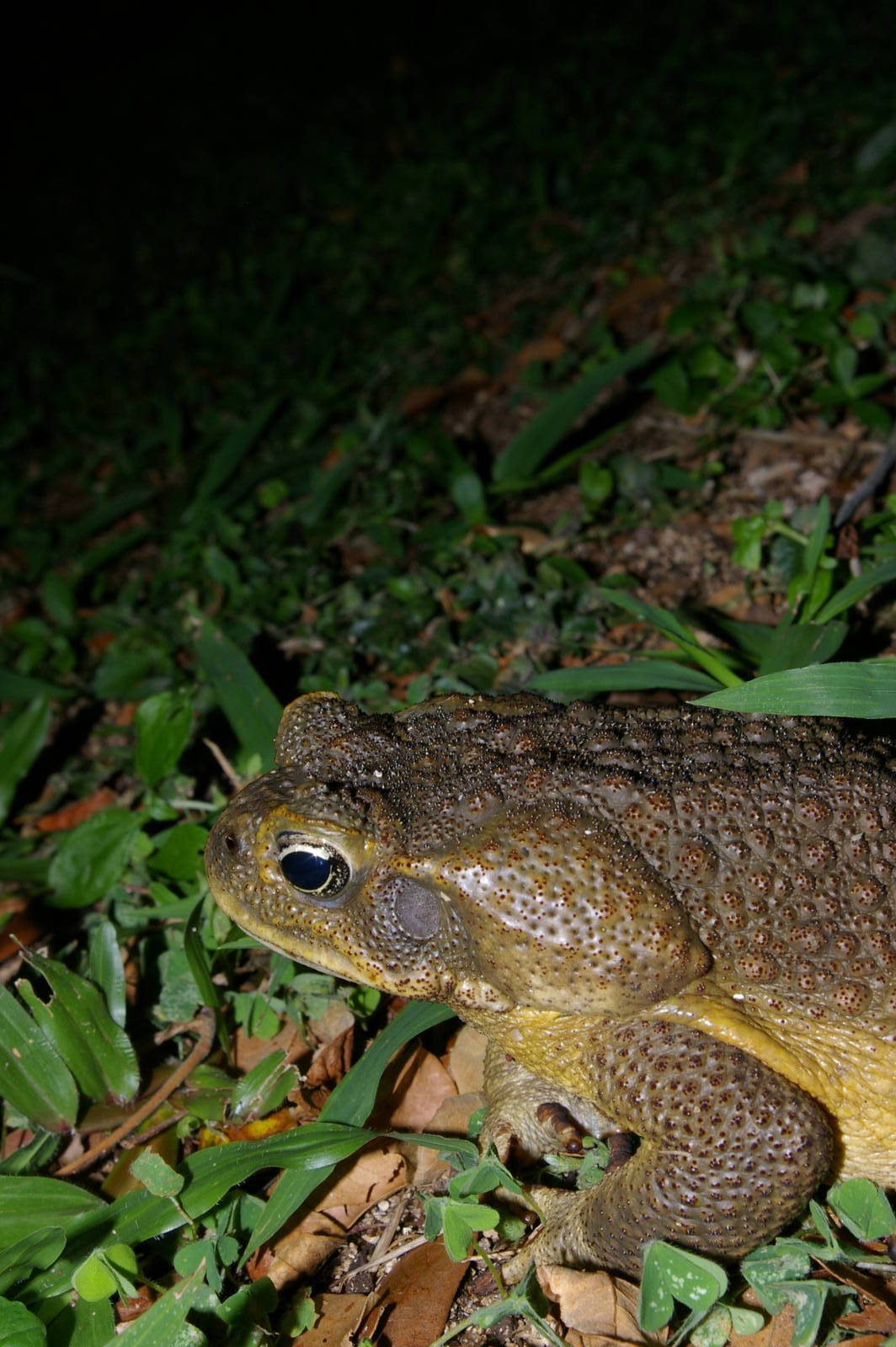 cane toad (Bufo marinus)