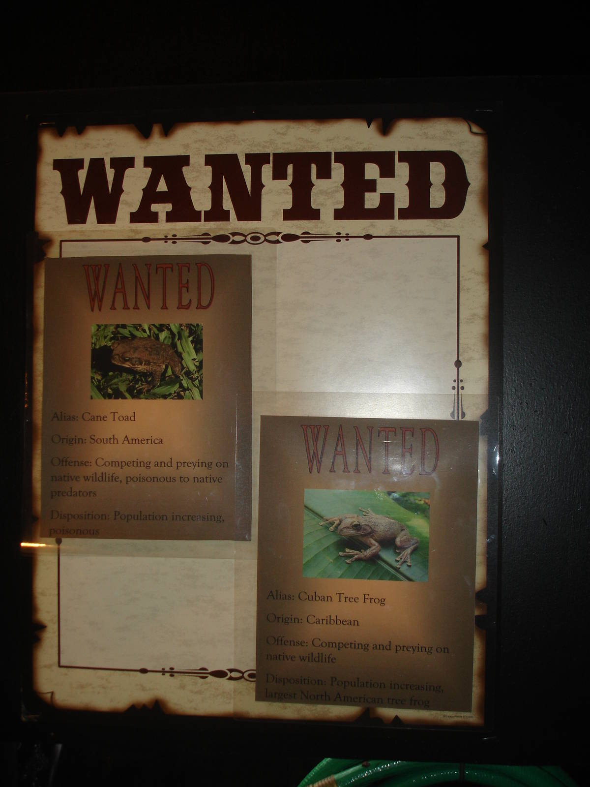 Cane Toad, Cuban Tree Frog  wanted sign