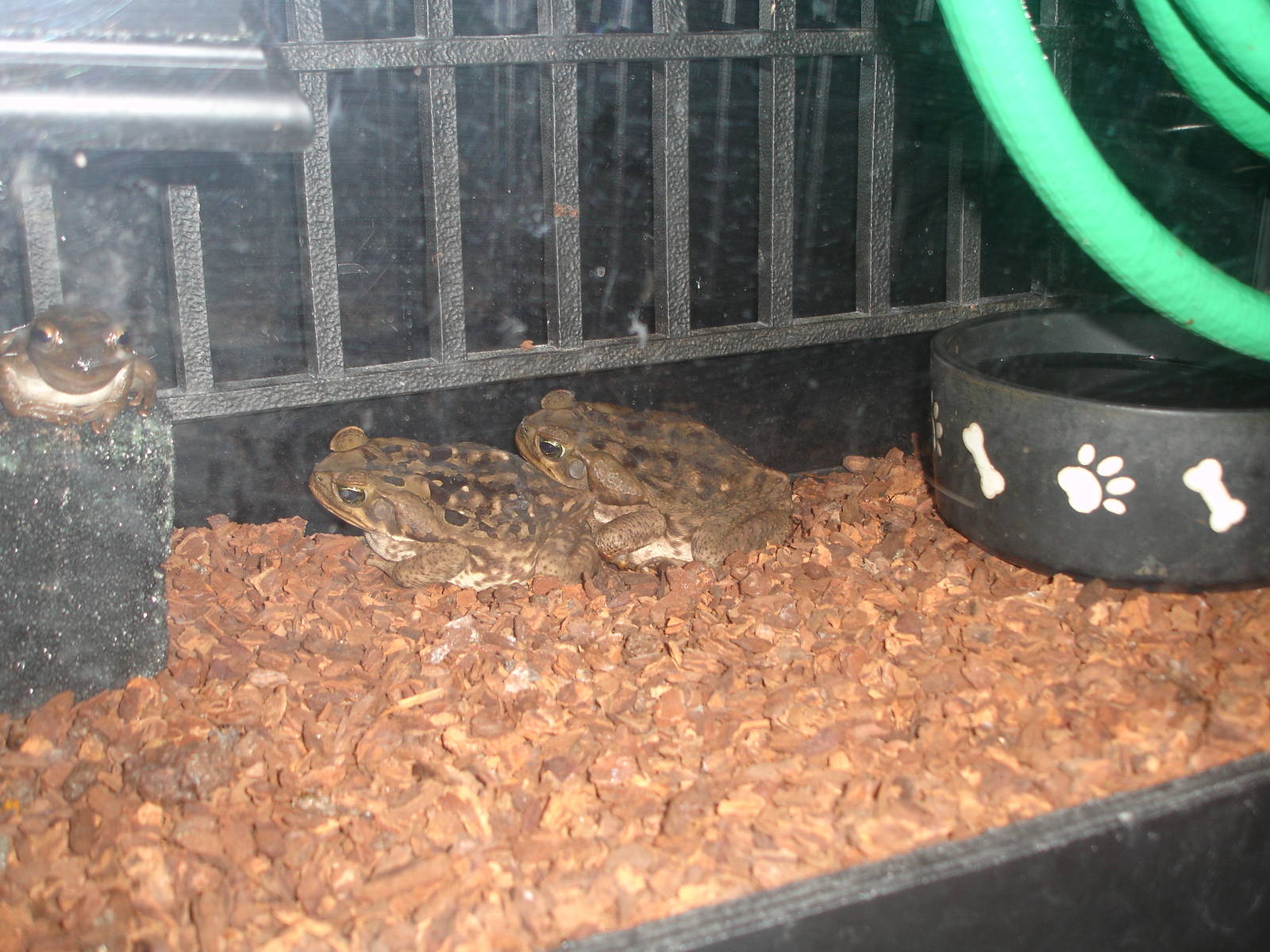 Cane Toad, Cuban Tree Frog