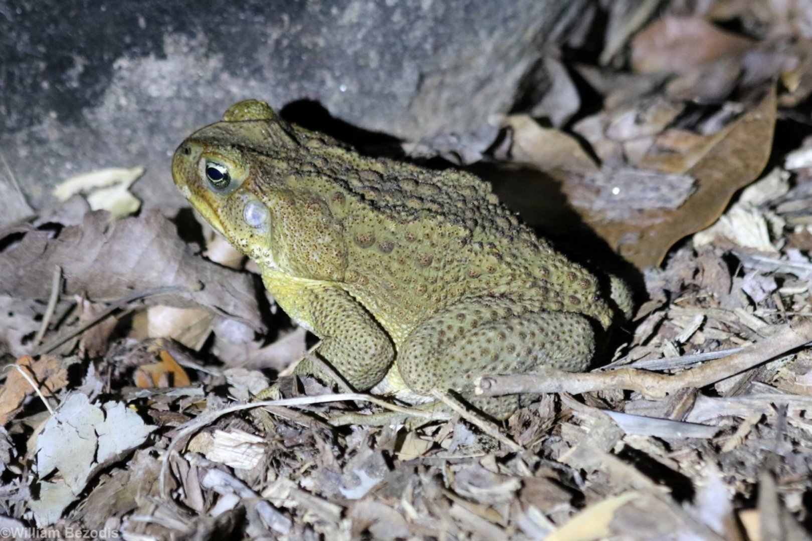 Cane Toad - Darwin Botanic Gardens