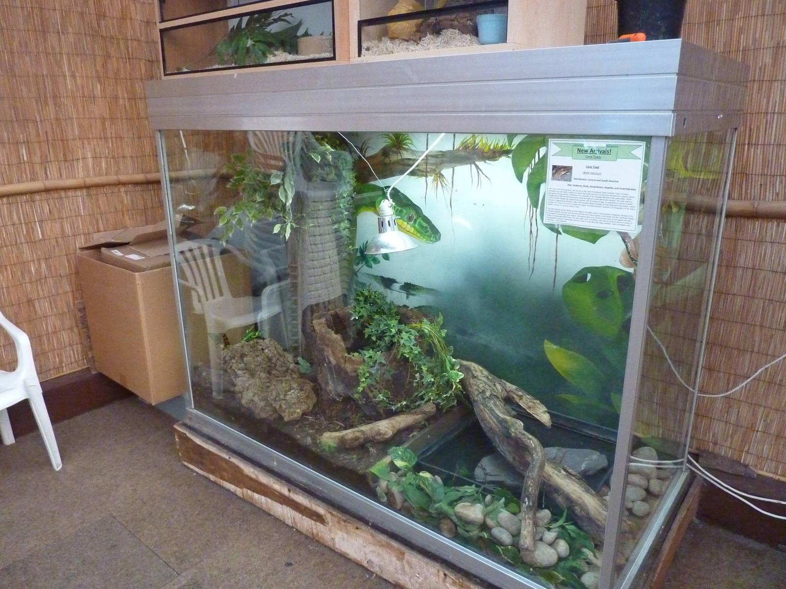 Cane toad enclosure