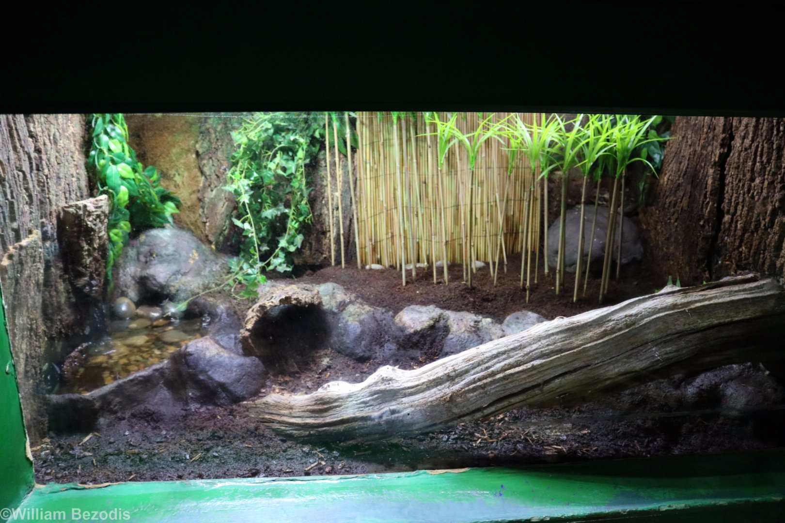 Cane Toad Enclosure